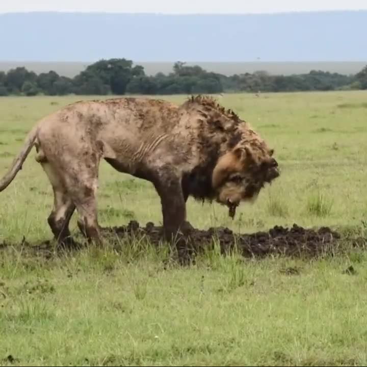 This lion patiently dug deep into the ground to drag out a massive prey – nature doesn’t mess around