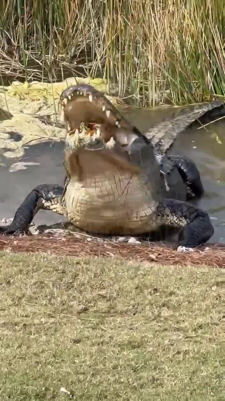 The power of a crocodile’s jaws on full display