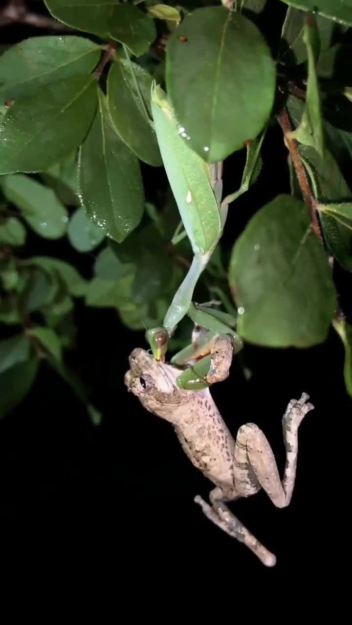 Praying mantis takes down a frog — nature doesn’t care about size