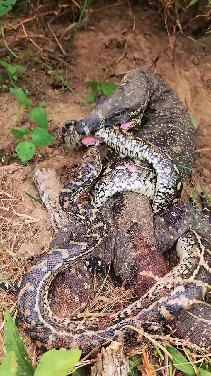 Lace monitor vs. Carpet python