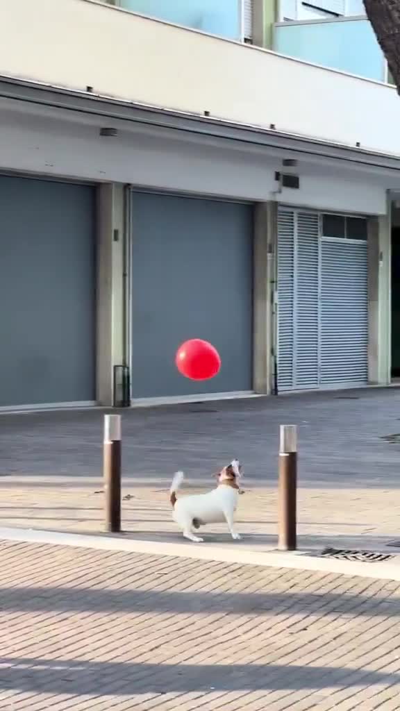 Balloon fun times with the happiest pupper