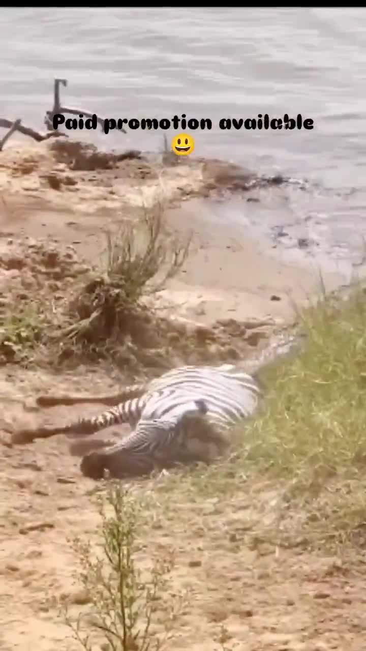 Zebra guts ripped, struggles to escape crocodile
