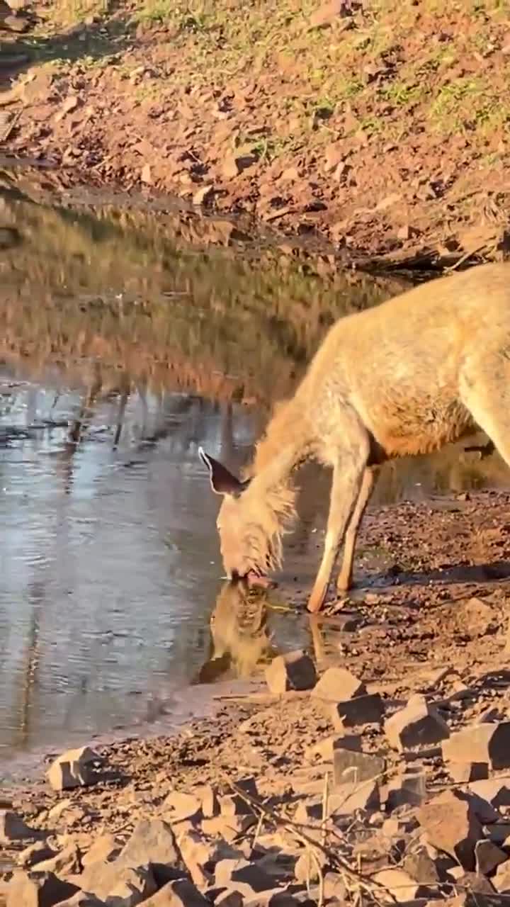 Injured and thirsty — nature’s brutal test of will