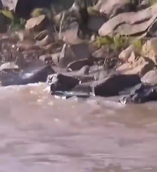 Zebra makes it to shore, but gets overwhelmed from both sides
