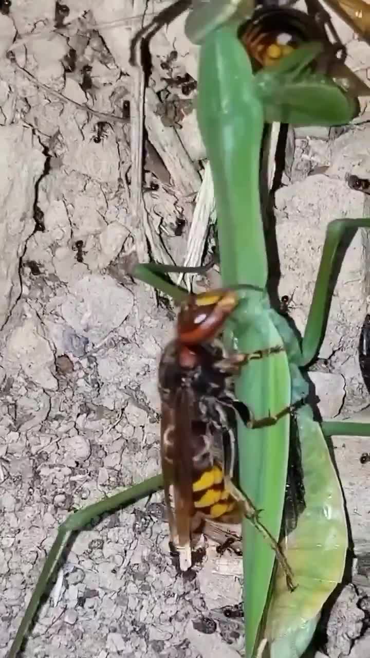 Thought it was the hunter… then became the hunted