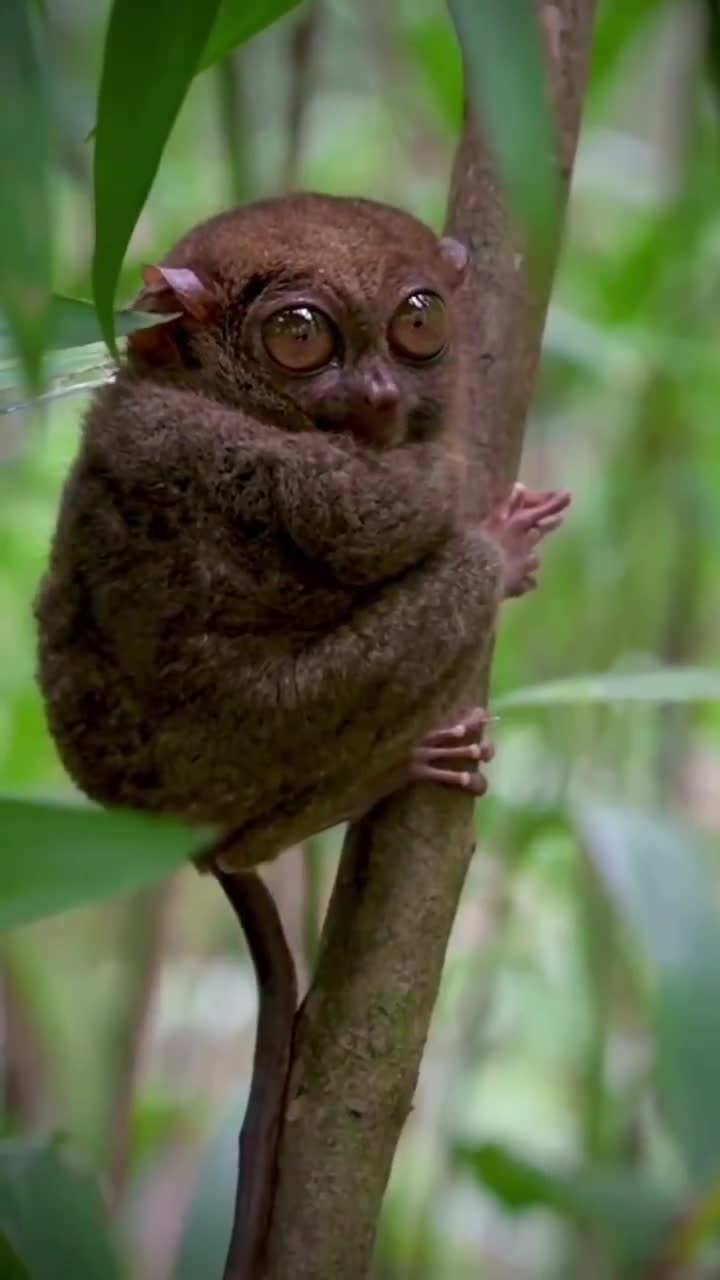 The rare Philippine tarsier