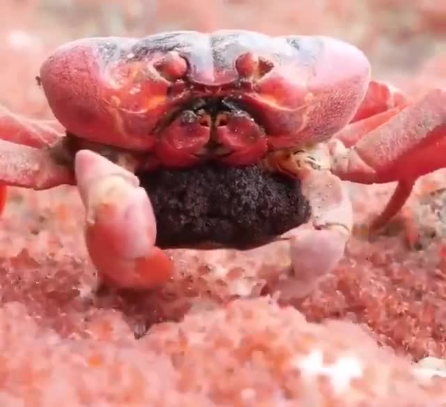 Red crab feasting on thousands of its newly hatched babies