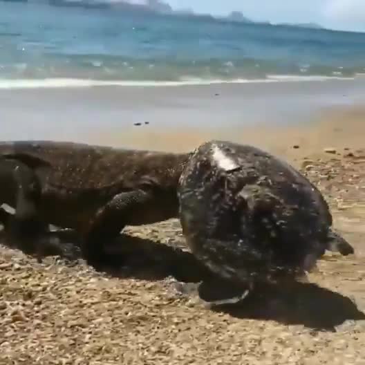 Komodo dragon with empty turtle shell after devouring turtle from the inside
