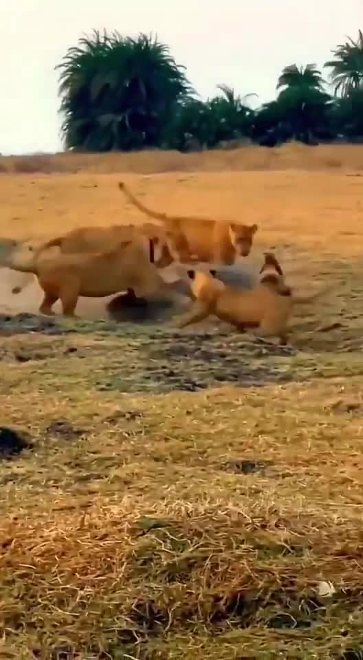 A pride of lions surrounds and takes down a crocodile