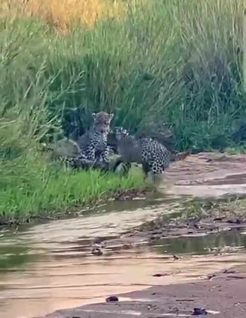 Honey badger takes on 3 Leopards and struts away like it's no big thing.