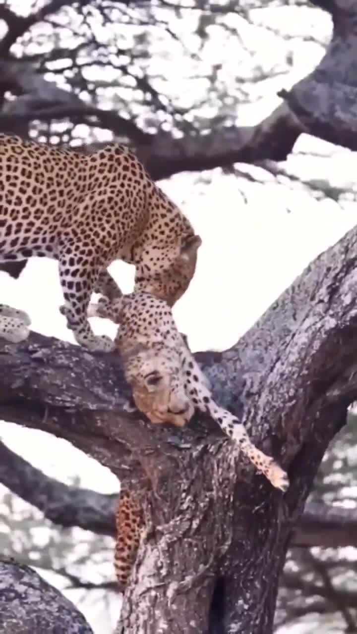 Leopard eats its own kind