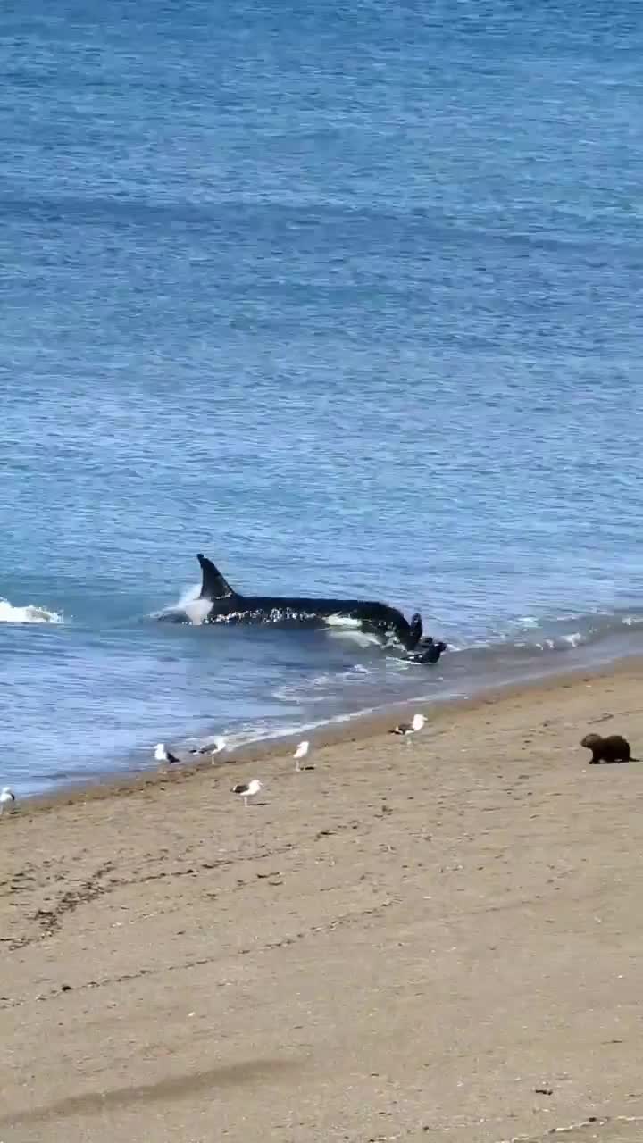 Orcas hunt seals.
