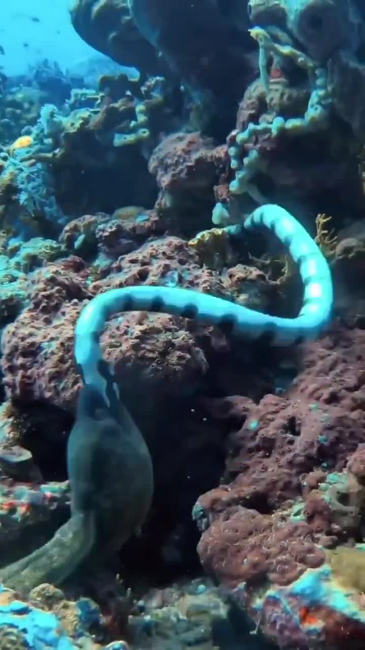 The snake bit down hard on its opponent and got spun around.