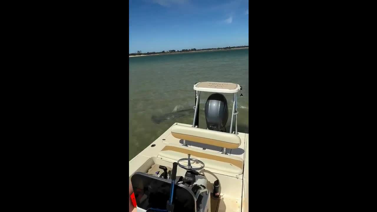 A ray launches itself out of the water to escape a hammerhead in Australia