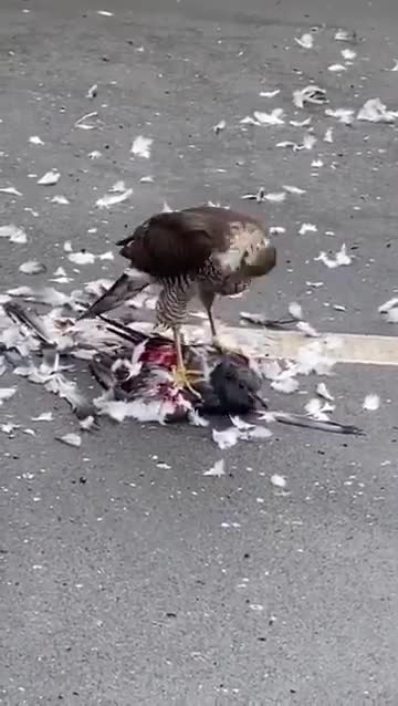A Eurasian sparrowhawk flays a pigeon alive