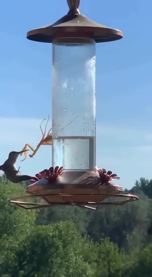 Praying mantis catching a bird.