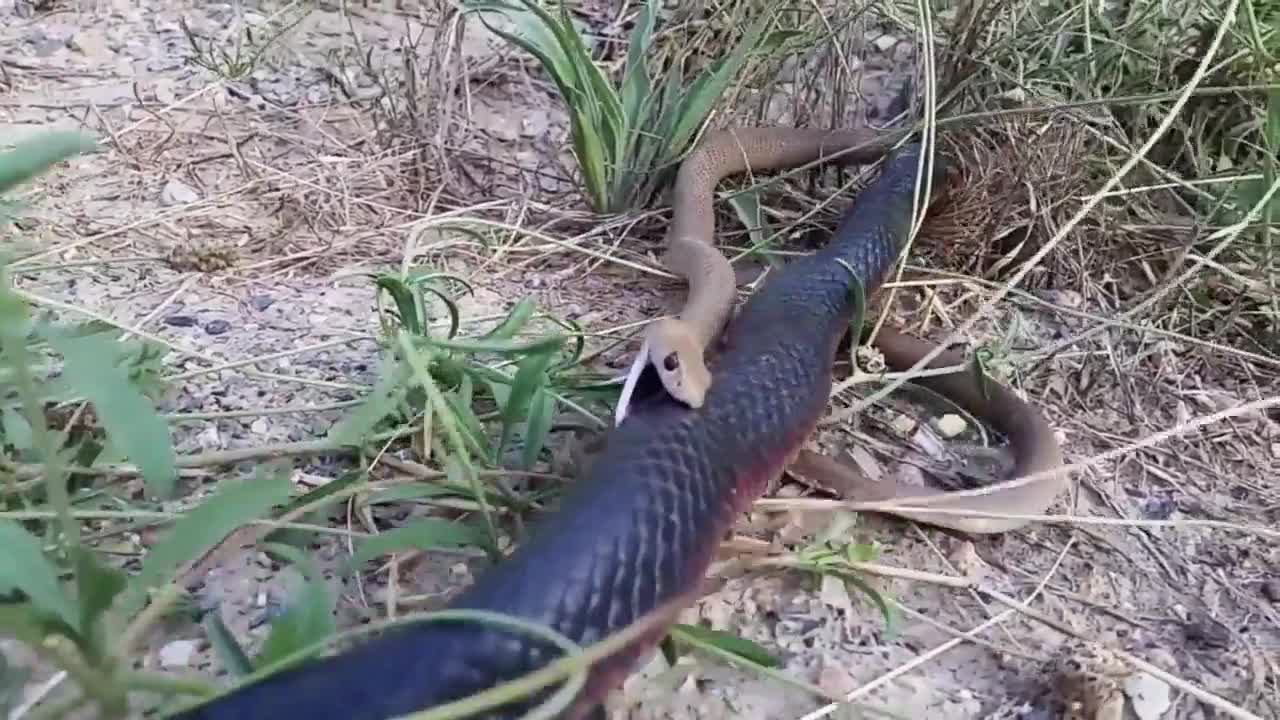 A brown snake struggles in vain as a red-bellied black snake kills and devours it