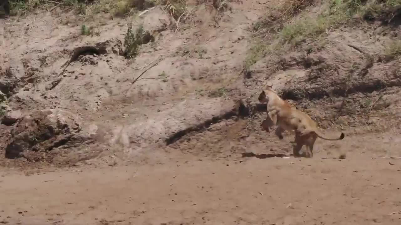 A lion takes down a zebra and dispatches it quickly, while a crocodile lurks nearby, waiting