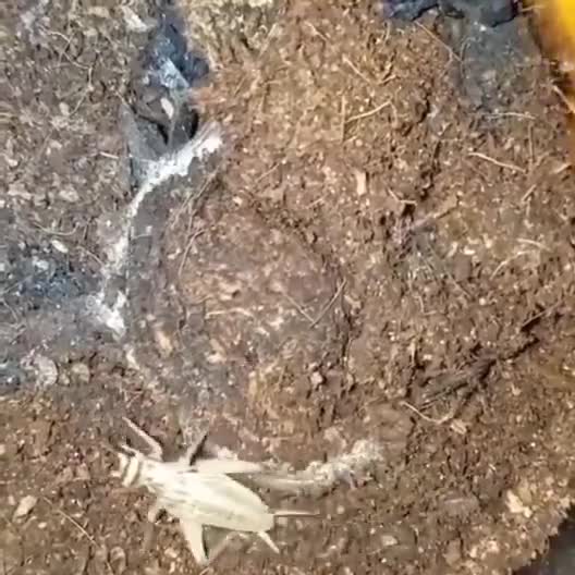 Spider’s lightning-fast strike