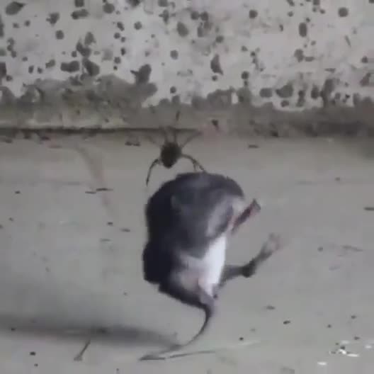 Spider webs up a mouse