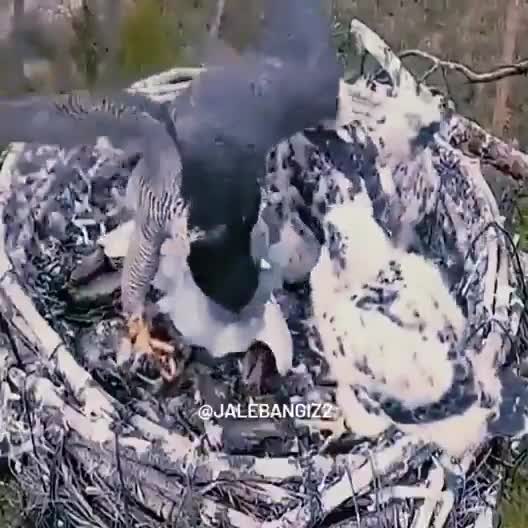 Feeds its young with freshly caught prey