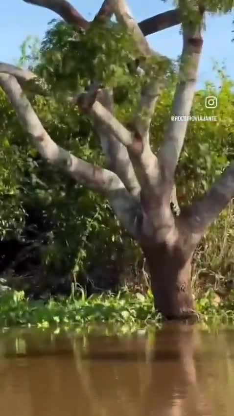 Crocodile narrowly escapes death from a powerful predator