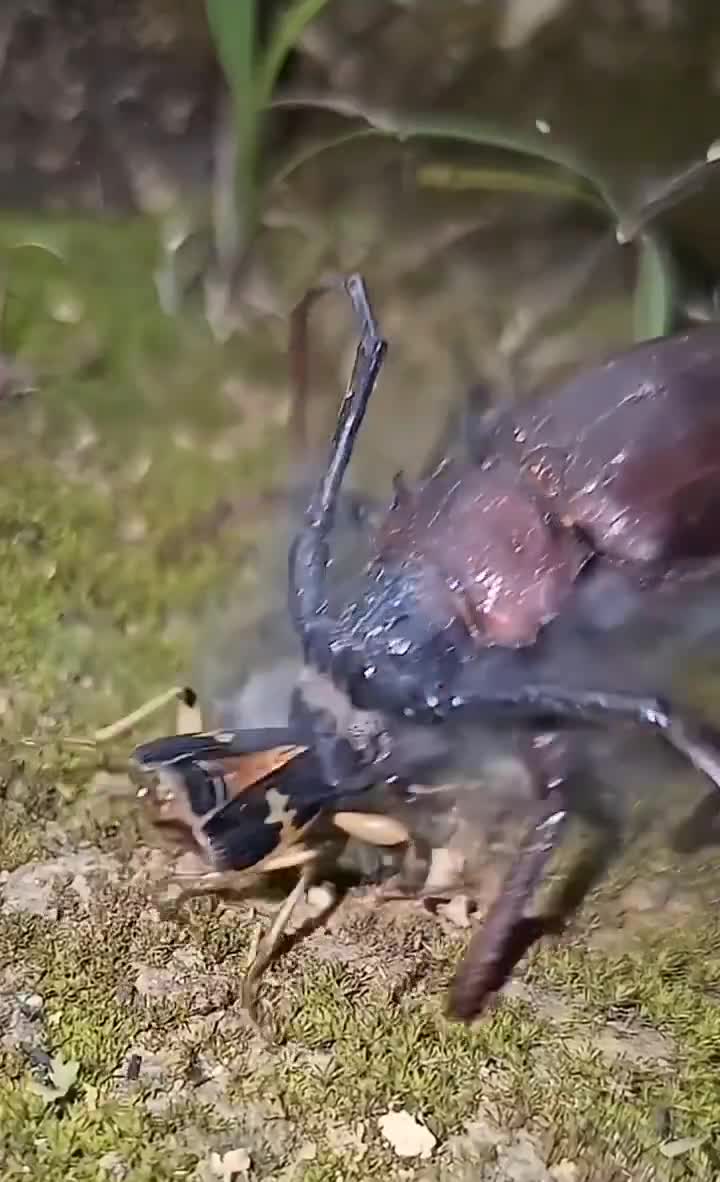 Bombardier Beetles unleash boiling acid spray to fend off predators
