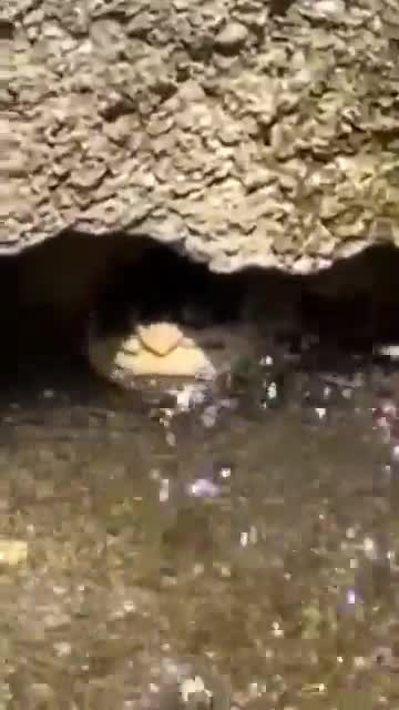 Snapping turtle catches and eats northern water snake