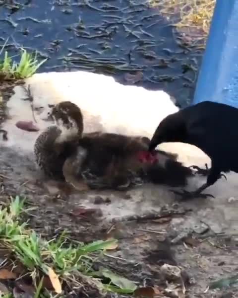 Duckling getting eaten alive by a crow