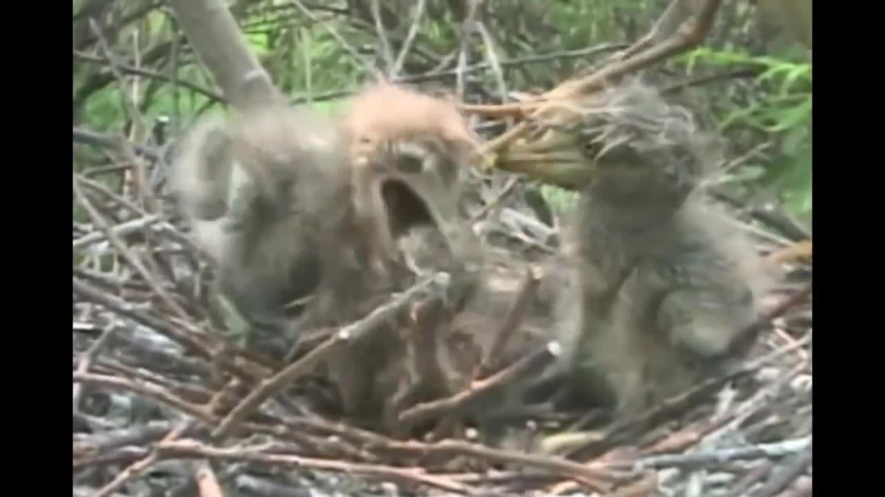Night Heron eats its own sibling