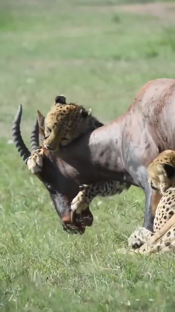 Cheetah coalition captures a Topi, but a Hyena steals it