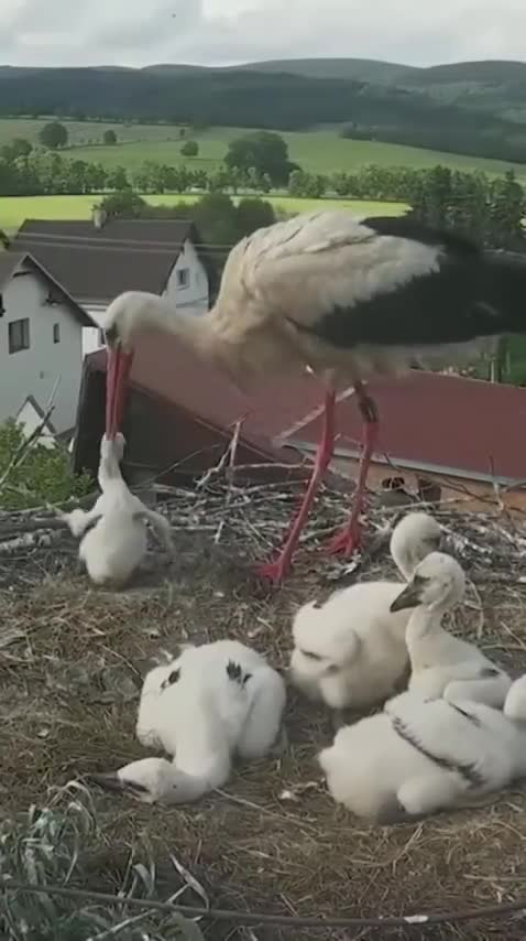 A mother stork throwing her weakest chick out of the nest