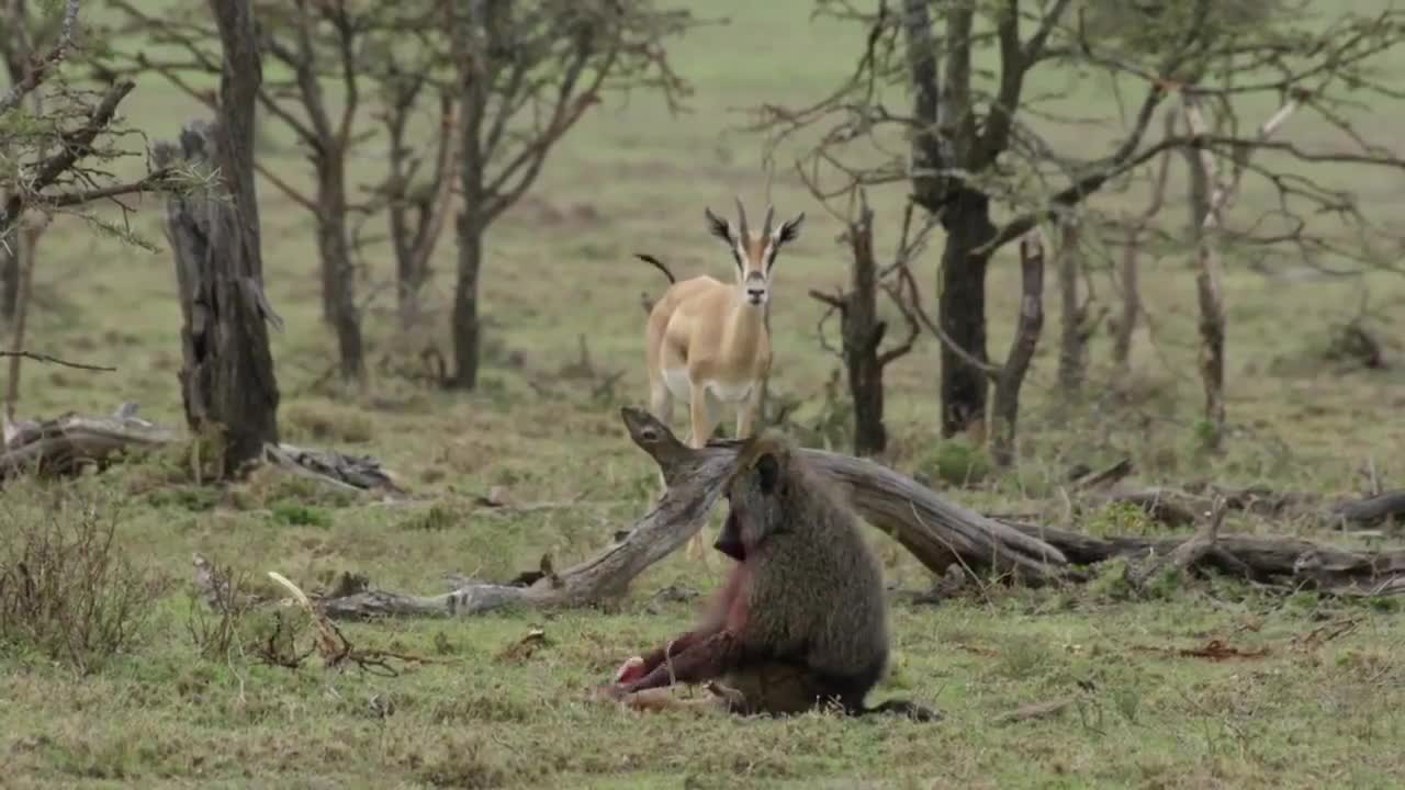 Baboon eating a newborn gazelle in front of its mother