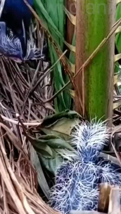 Coucal kills one of its chick and feeds the carcass to the remaining chick.