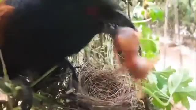 A nest of chicks, left without their mother, becomes a meal for a predator