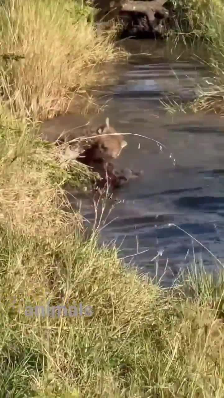 A spotted hyena attacking a buffalo calf, which keeps struggling to fight back.