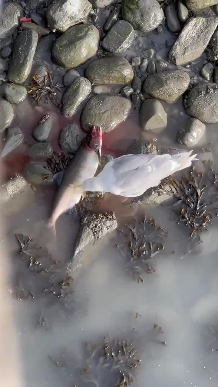 Seagull feasts on fish eyeballs and eggs while its still alive