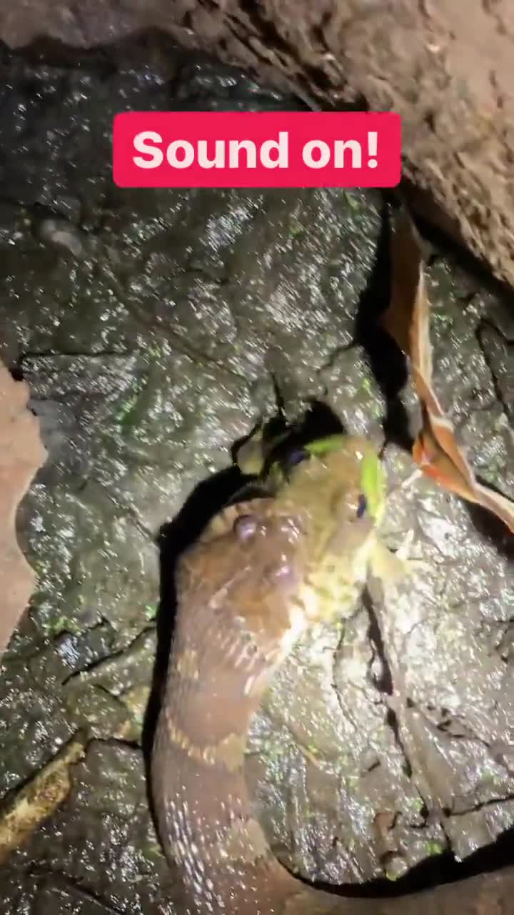 Non-venomous water snake swallows a frog while its still alive