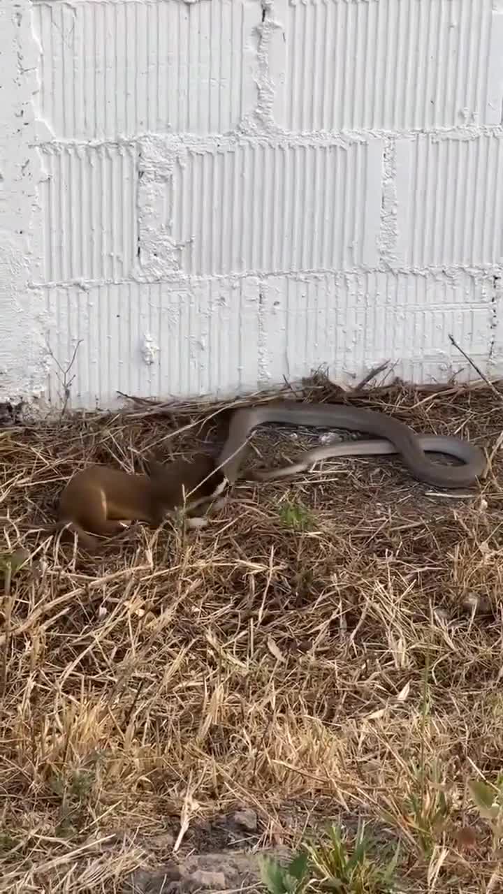 A long-tailed weasel kills a whipsnake by crushing its skull before dragging it away into the bush