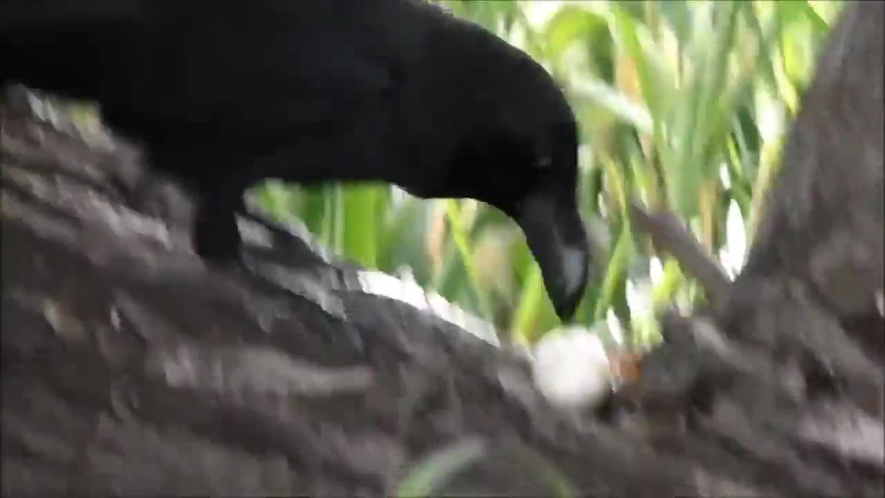 Large-billed Crow rips a chick out of its egg and swallows it