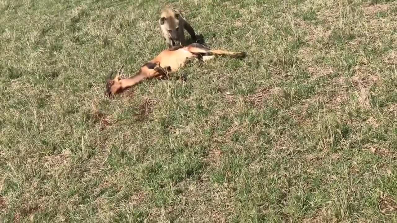 A lone spotted hyena takes down a topi