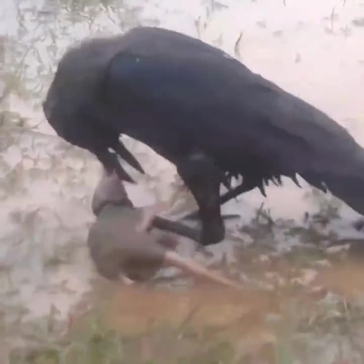 The moment no one knows who the real predator is