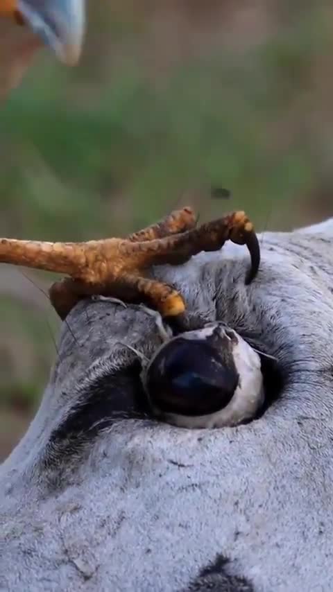 Bird gouges the eye to eat