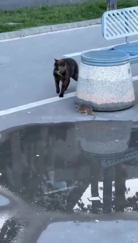 The mouse escapes a relentless predator by diving into the water, but still can’t evade another predator seemingly lying in wait