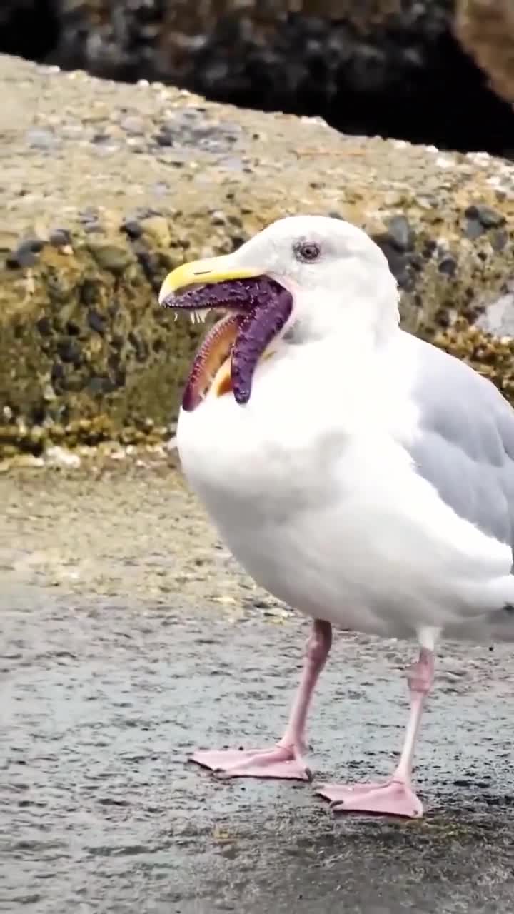 This seagull is suffering from a strange infection