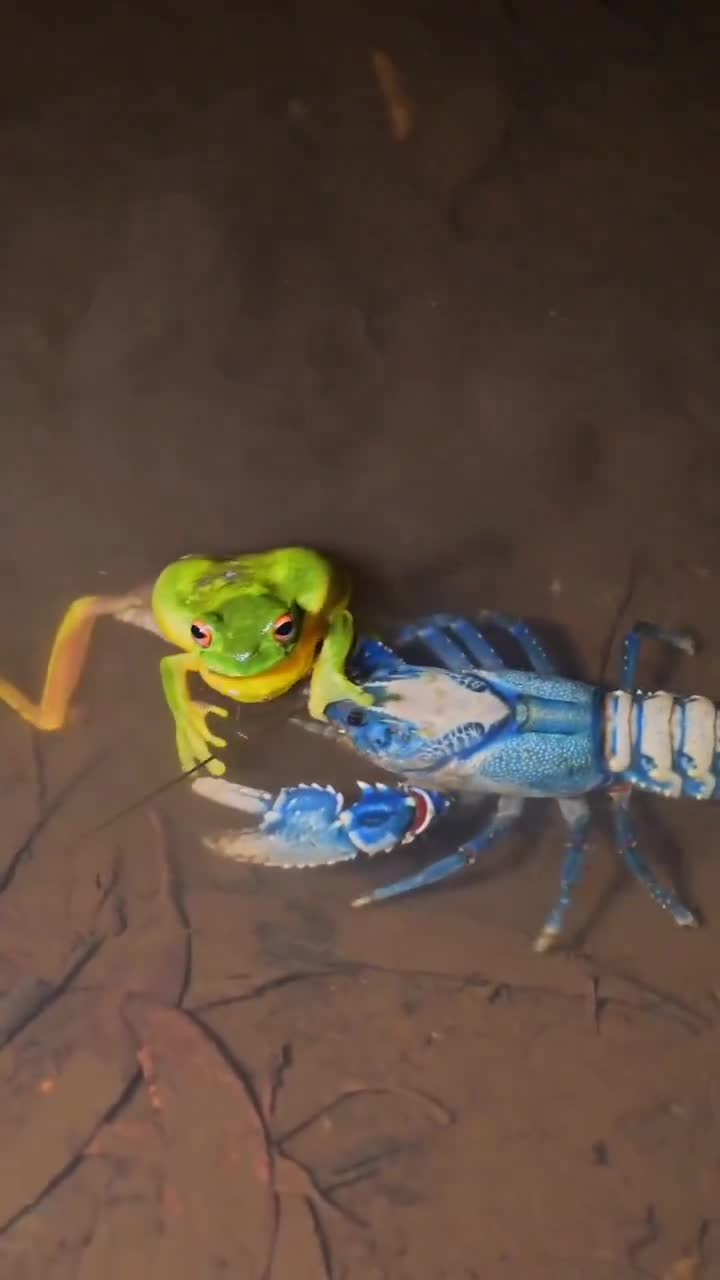 An australian lamington crayfish attacks an orange-eyed tree frog