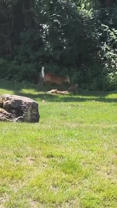 Mother Deer defends her fawn from a Coyote.