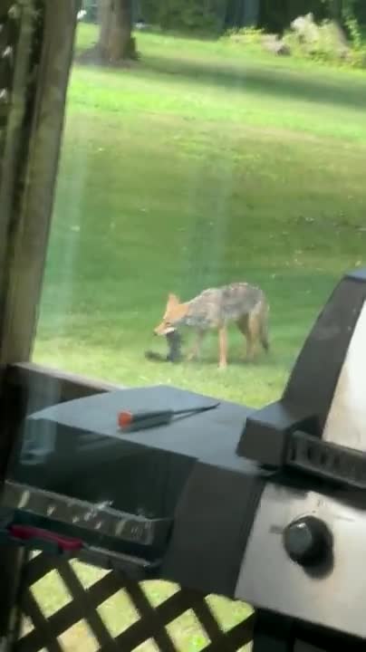 Coyote chewing on a squirrel's face