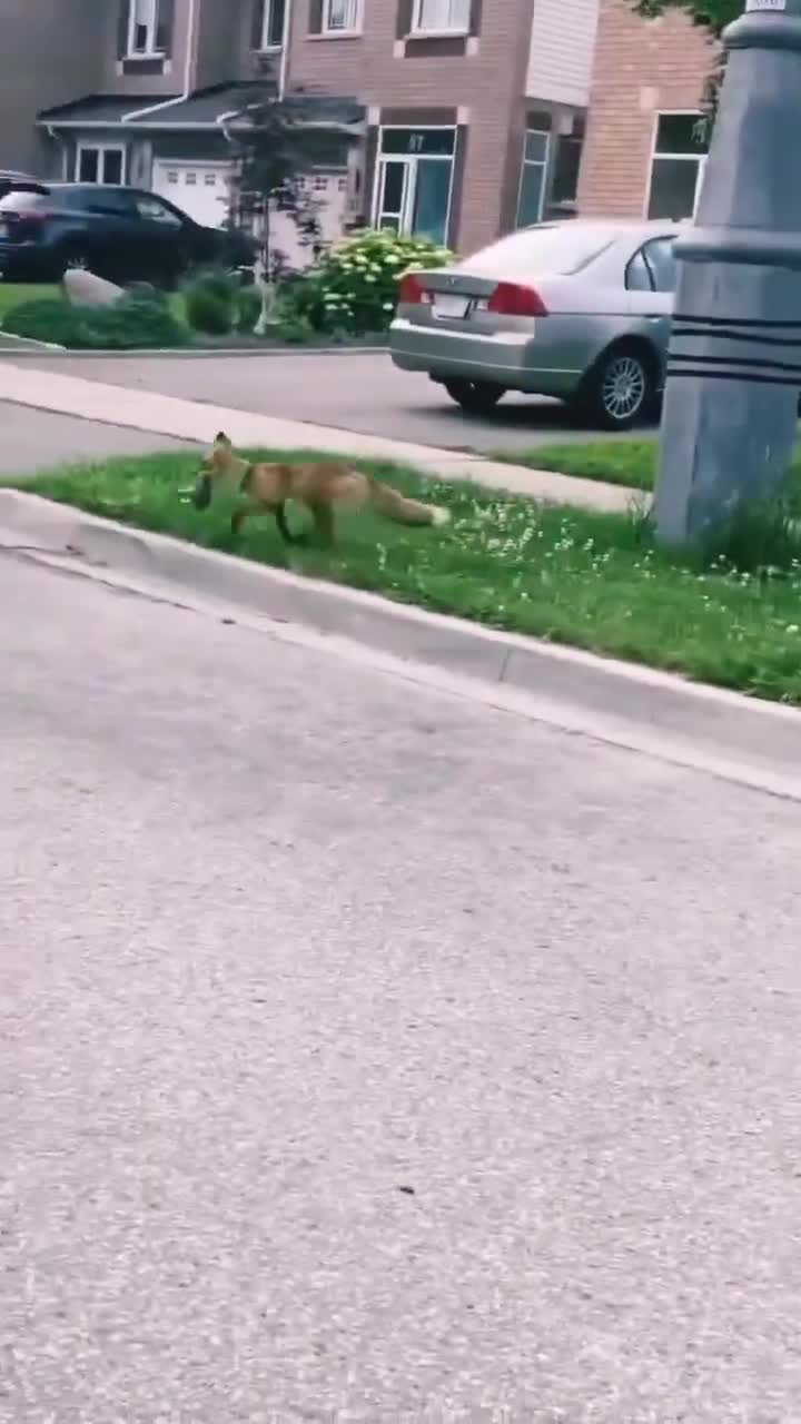 Foxes rely on a quick burst of speed and precision to corner or capture their hunt in urban areas.
