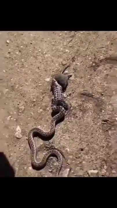 This rat clearly decided that instead of just letting the snake swallow him, he would try and eat his way out from inside his attacker.